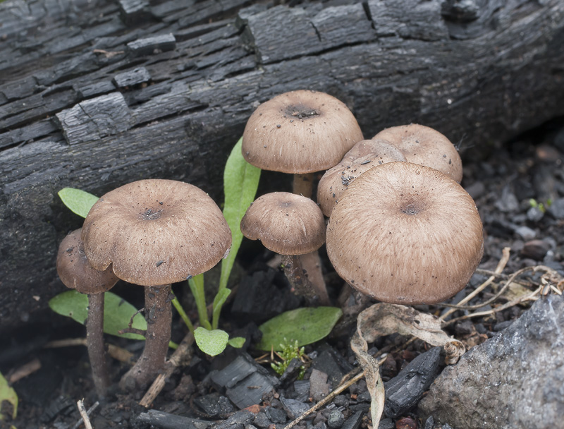 Tephrocybe anthracophila